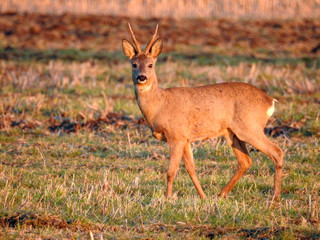 deer in the spring in the fields