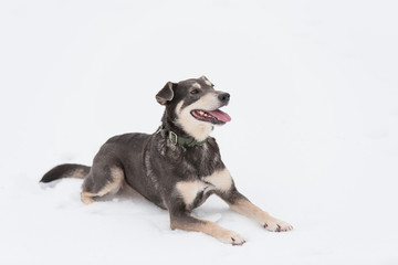 Mongrel dog playing in the