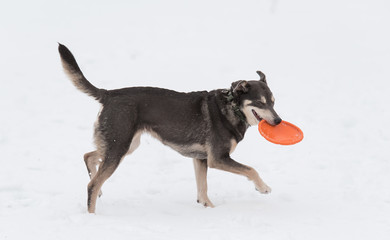 Mongrel dog playing in the