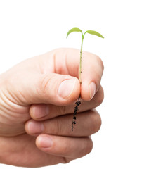 young process of a plant on a white background