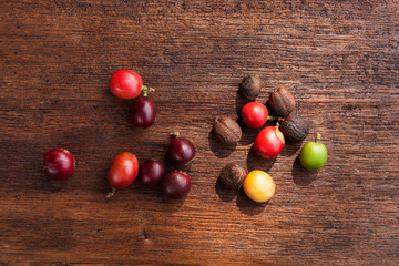 Fresh Coffee Cherries from above.