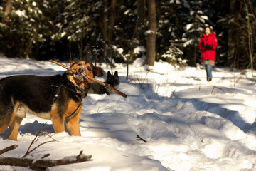 Big dog playing in snow