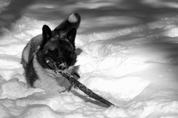 Corgi dog playing in snow