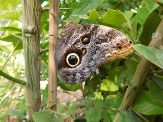 getarnter Schmetterling