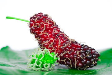 Close up fresh mulberry.