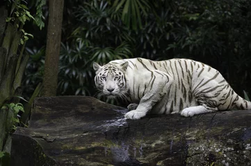 Fotobehang Tijger Tijger in een jungle. Witte Bengaalse tijger op boomstam met bos op achtergrond