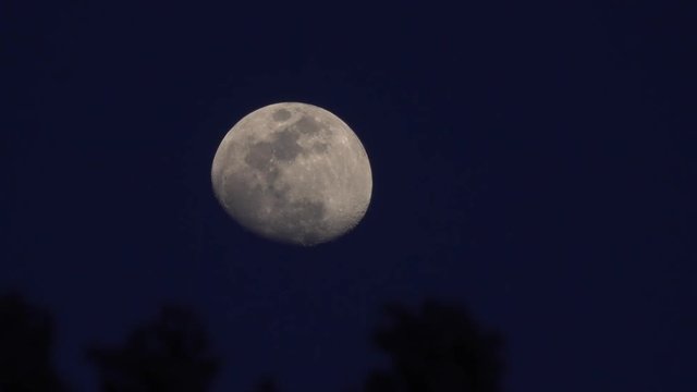 4K・夕暮れの月と木々・タイムラプス_03-1313