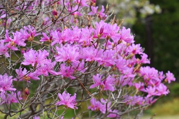 Flowers of Rhododendron dilatanum