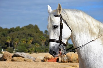 Andalusian white horse