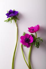 Three anemones on white background