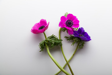 Three anemones on white background
