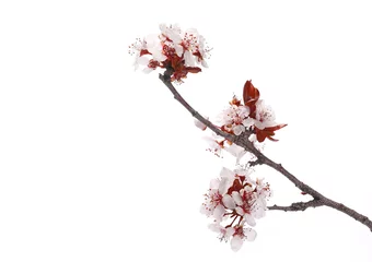 Tableaux ronds sur aluminium brossé Fleur de cerisier Fleurs de cerisier rose en fleurs avec branche isolé sur fond blanc