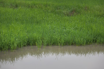 Rice field , The beautiful of rice field from the top view background in Thailand.
