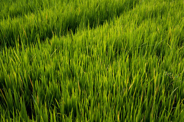 Obraz premium Rice field , The beautiful of rice field from the top view background in Thailand.