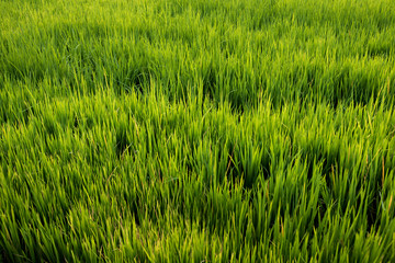 Rice field , The beautiful of rice field from the top view background in Thailand.