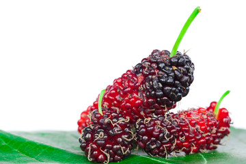 Close up fresh mulberry.