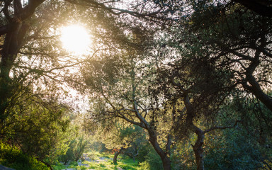 Fototapeta na wymiar Bright sun from the trees, Athens, Greece