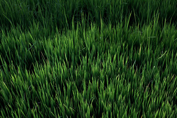 Rice field , The beautiful of rice field from the top view background in Thailand.