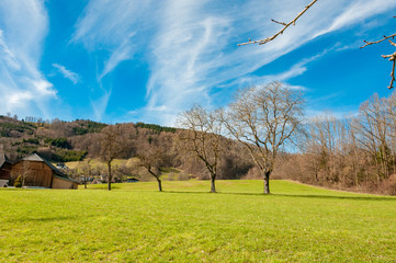 Obraz premium group of trees with green grass and blue cloudy sky