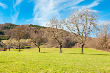 Obraz premium group of trees with green grass and blue cloudy sky