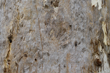 Tree bark texture background