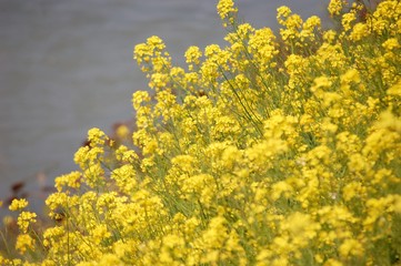 菜の花