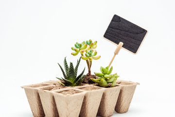 potted succulents with blackboard isolated on white, earth day concept