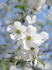 リキュウバイの白い花
