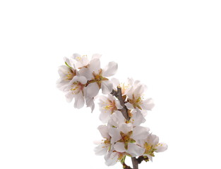Obraz na płótnie Canvas Fruit tree flowers blooming with twig, branch, isolated on white background