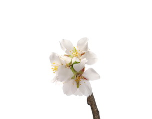 Fruit tree flowers blooming with twig, branch, isolated on white background