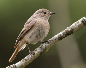 Redstart