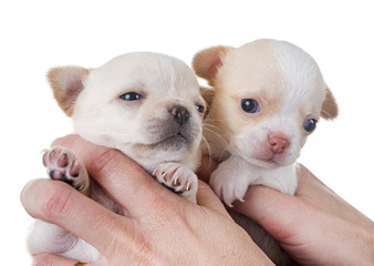 puppies chihuahua in studio