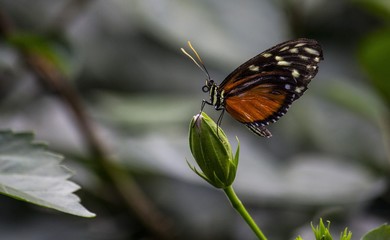 Schmetterling