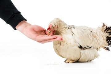 cropped shot of person feeding hen isolated on white