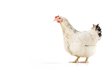 full length view of beautiful white hen isolated on white