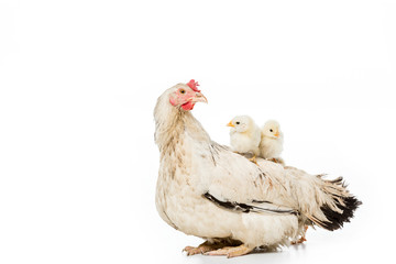 adorable little chickens sitting on hen isolated on white