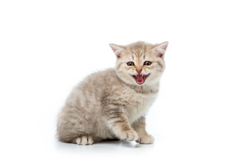 adorable fluffy kitten meowing and looking at camera isolated on white