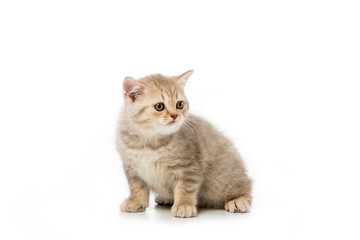 adorable little kitten sitting and looking away isolated on white