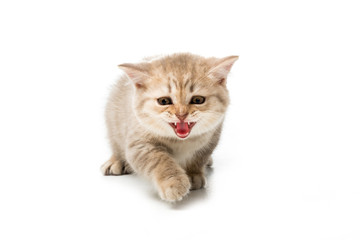 Fototapeta na wymiar cute little kitten meowing and looking at camera isolated on white