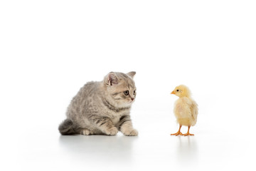 adorable little chick and kitten looking at each other isolated on white