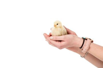 partial view of person holding cute little chick in hands isolated on white © LIGHTFIELD STUDIOS