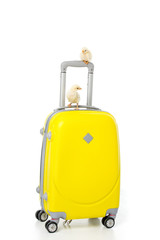 cute little chickens on yellow suitcase isolated on white