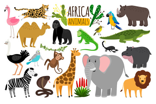 African animals. Various wildlife animals of Africa, vector monkey or marmoset and leopard, parrot and rhinoceros