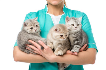 cropped shot of veterinarian holding three adorable kittens isolated on white