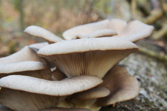 oyster mushroom cluster