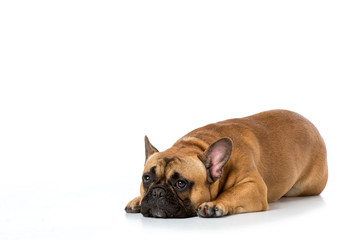 Obraz premium close up view of cute french bulldog isolated on white