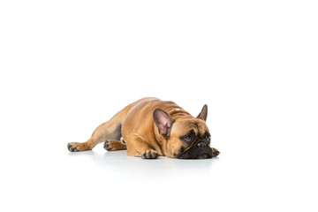 Obraz premium close up view of cute french bulldog isolated on white