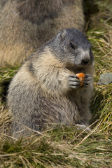 Murmeltier (Marmota marmota) frisst eine Möhre,  Großglockner, Österreich  
