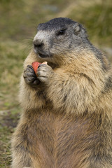 Naklejka na ściany i meble Murmeltier (Marmota marmota) frisst ein Stück Möhre, Österreich