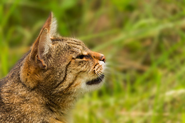 Cropped shot of a brown cat. Cat looking to the side. Cat Close-up, green blurred background